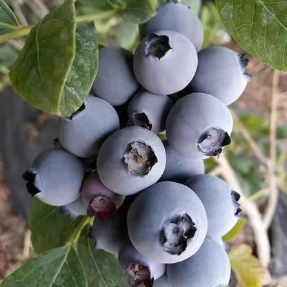 King of Berries - Giant Blueberry Fruit Seeds - Four Seasons Plants