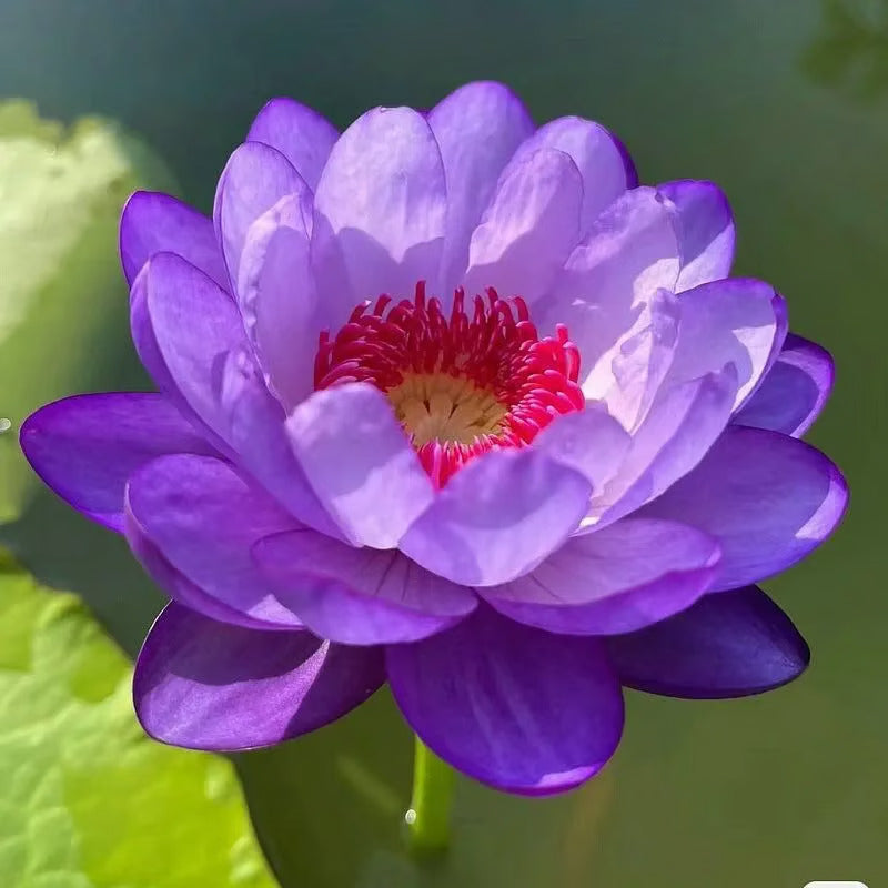 🪷7 Days germination 🪷 New Year Sale - The Charming Sacred Bonsai Bowl Lotus Seeds