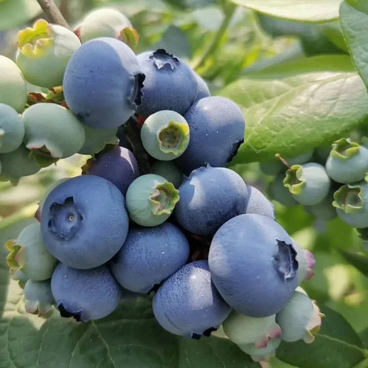 King of Berries - Giant Blueberry Fruit Seeds - Four Seasons Plants