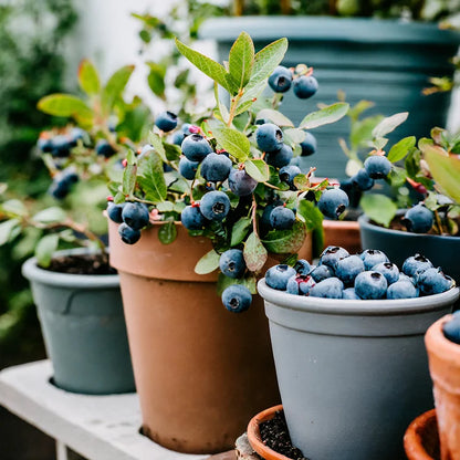 King of Berries - Giant Blueberry Fruit Seeds - Four Seasons Plants