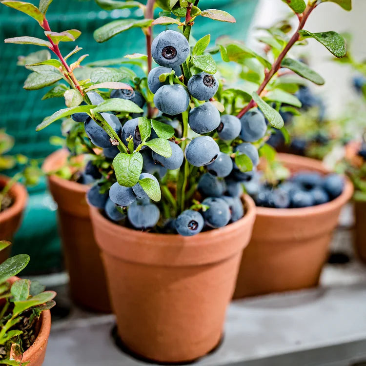 King of Berries - Giant Blueberry Fruit Seeds - Four Seasons Plants