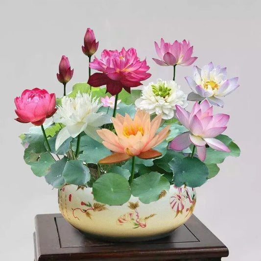 🪷7 Days germination 🪷 New Year Sale - The Charming Sacred Bonsai Bowl Lotus Seeds