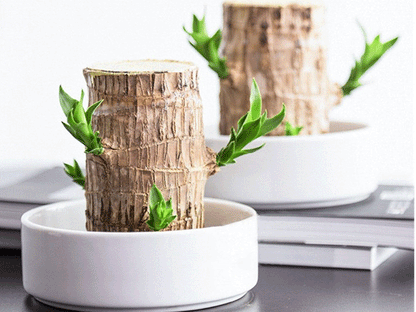 Brazilian Lucky Wood, Mini Home Plant Decorations (Pack of 2)