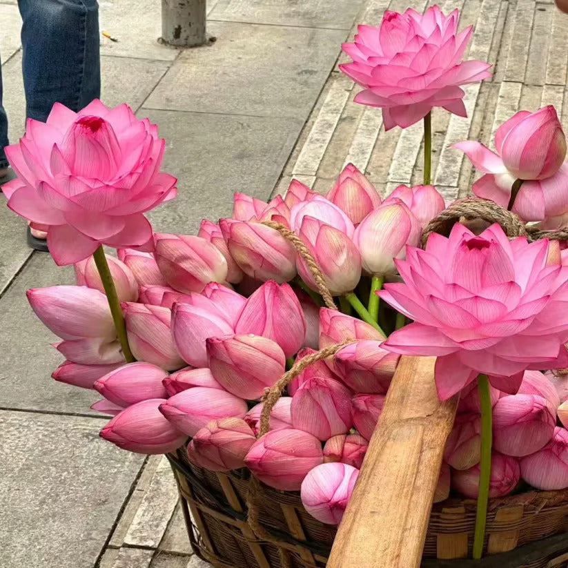 🪷7 Days germination 🪷 New Year Sale - The Charming Sacred Bonsai Bowl Lotus Seeds