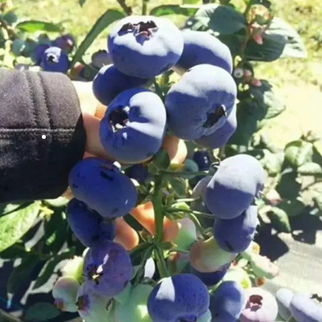 King of Berries - Giant Blueberry Fruit Seeds - Four Seasons Plants