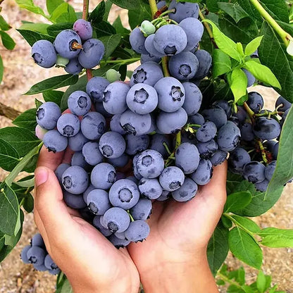 King of Berries - Giant Blueberry Fruit Seeds - Four Seasons Plants