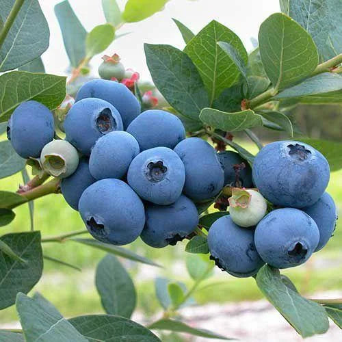 King of Berries - Giant Blueberry Fruit Seeds - Four Seasons Plants