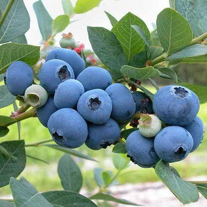 King of Berries - Giant Blueberry Fruit Seeds - Four Seasons Plants