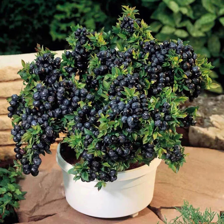 King of Berries - Giant Blueberry Fruit Seeds - Four Seasons Plants