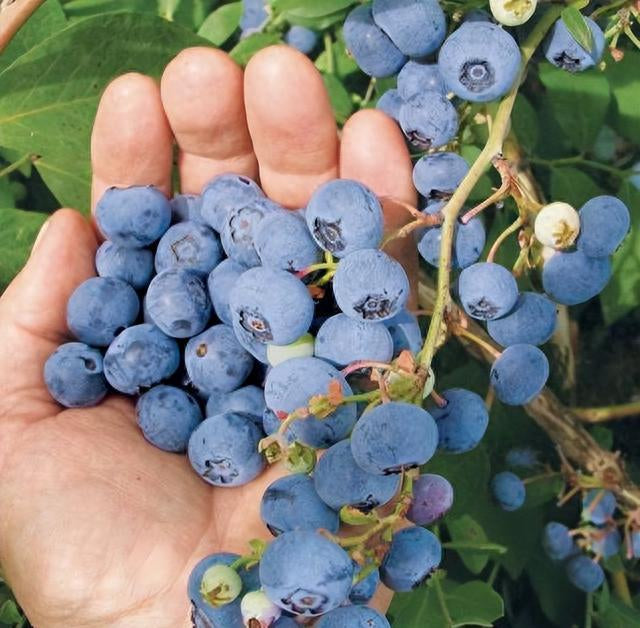 King of Berries - Giant Blueberry Fruit Seeds - Four Seasons Plants