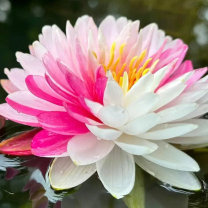 🪷7 Days germination 🪷 New Year Sale - The Charming Sacred Bonsai Bowl Lotus Seeds