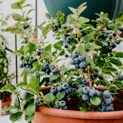 King of Berries - Giant Blueberry Fruit Seeds - Four Seasons Plants