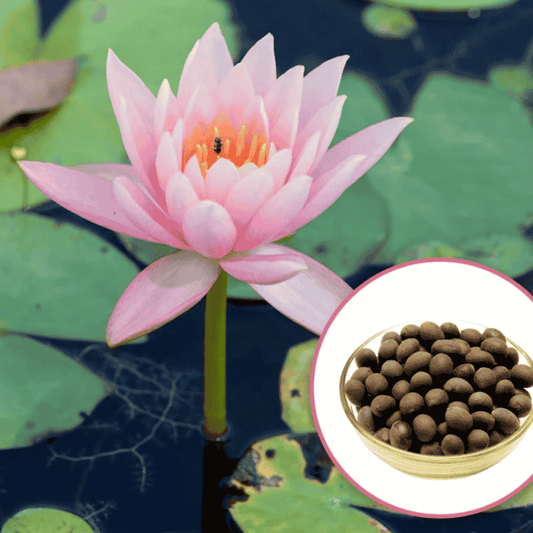 🪷7 Days germination 🪷 New Year Sale - The Charming Sacred Bonsai Bowl Lotus Seeds